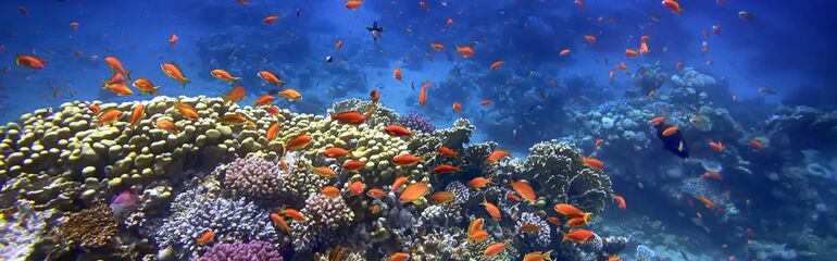 SHARM EL SHEIKH & KAHİRE TURU Pegasus Havayolları ile 5 gece