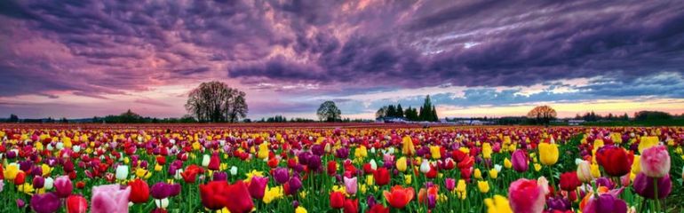 KONYA LALE BAHÇELERİ TURU